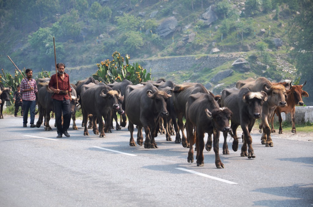 Gujjar pastoralists on the move