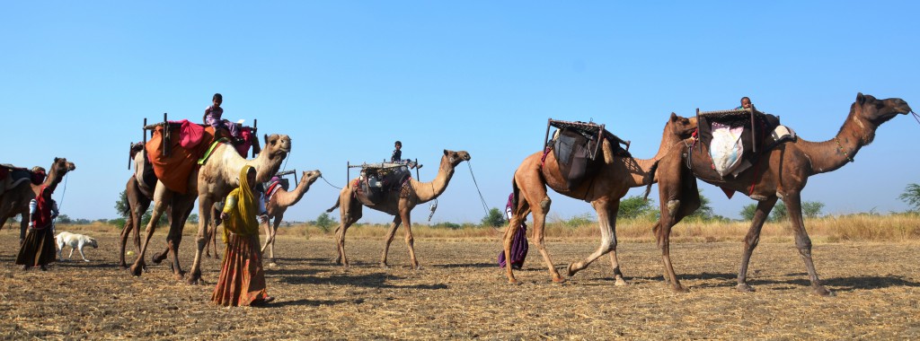 Sheep pastoralists depend on camels