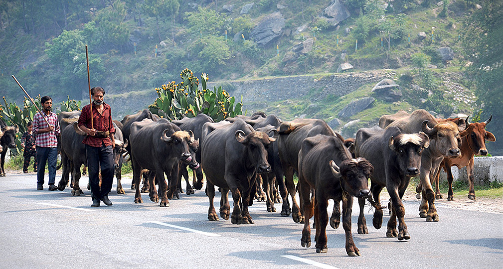 Gujjar-pastoralists-on-the-move